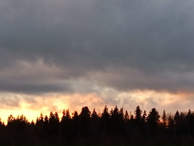 В ноябрьском закате - вся палитра уходящей осени...(25.11.25...