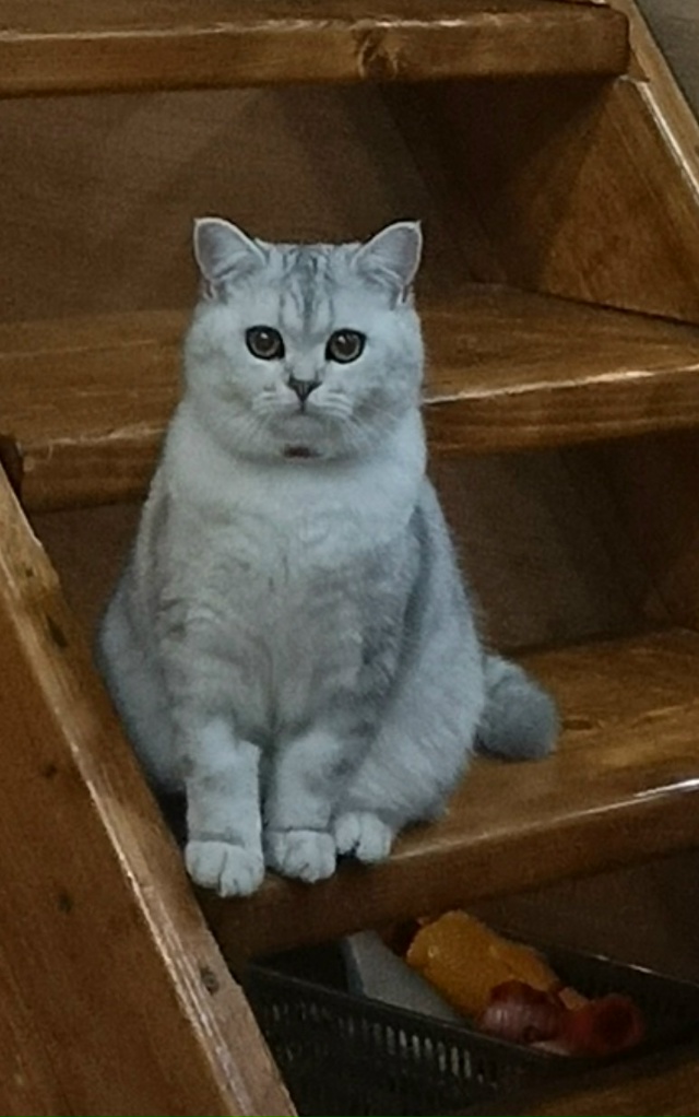 Джесси, принцесска 👑 💖