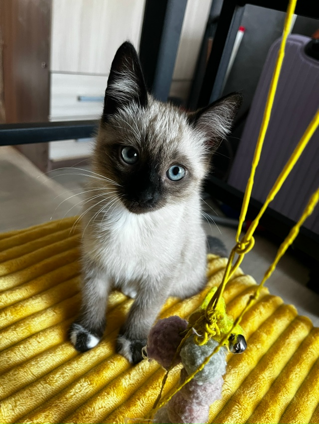 Доброе утро, пропал котенок в районе лк 29 (чуть старше ?...