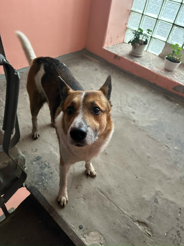 Срочно !!!
Пристраивается собака , с очень тяжелой жизне...