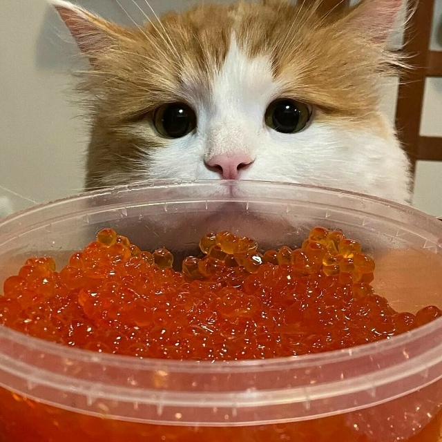 ❌? Никакой икорки! В Самаре продают икру неизвестног?...