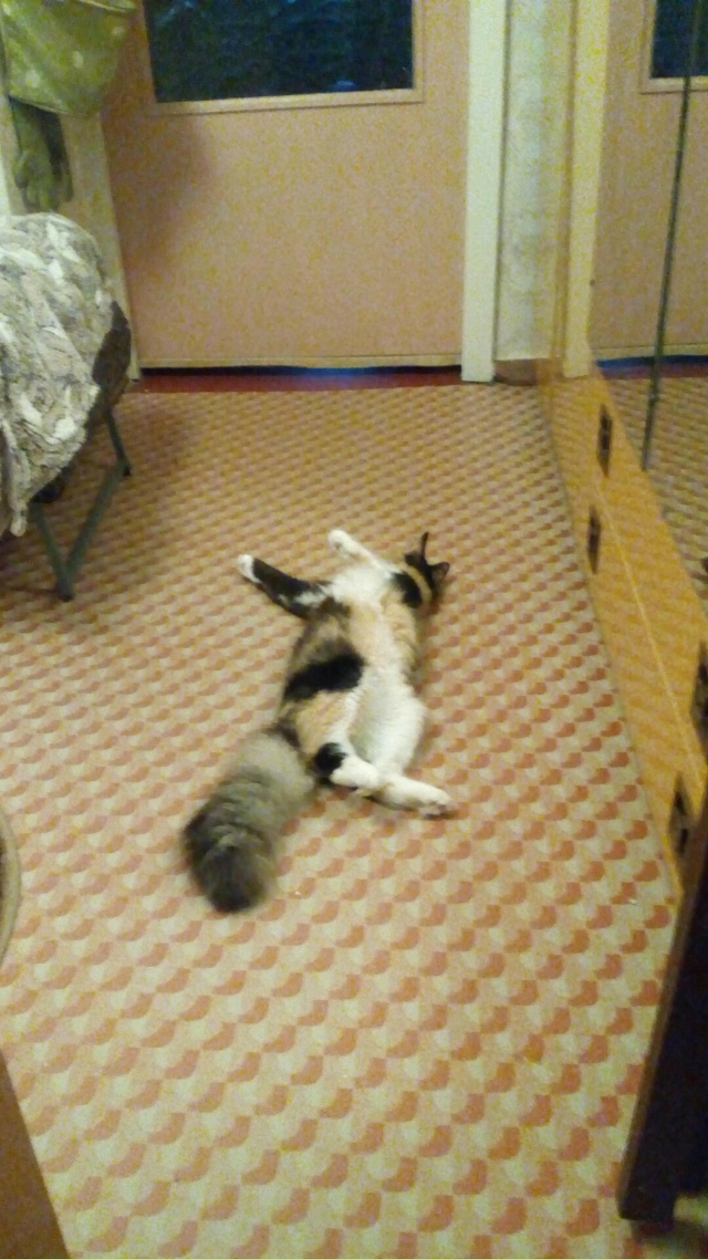 Кошечка Маура