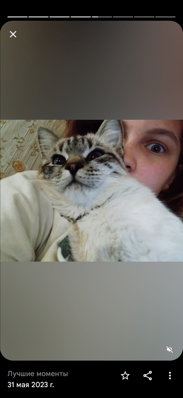 Пропала кошка, живём около жд парка. Может кто-то видел....