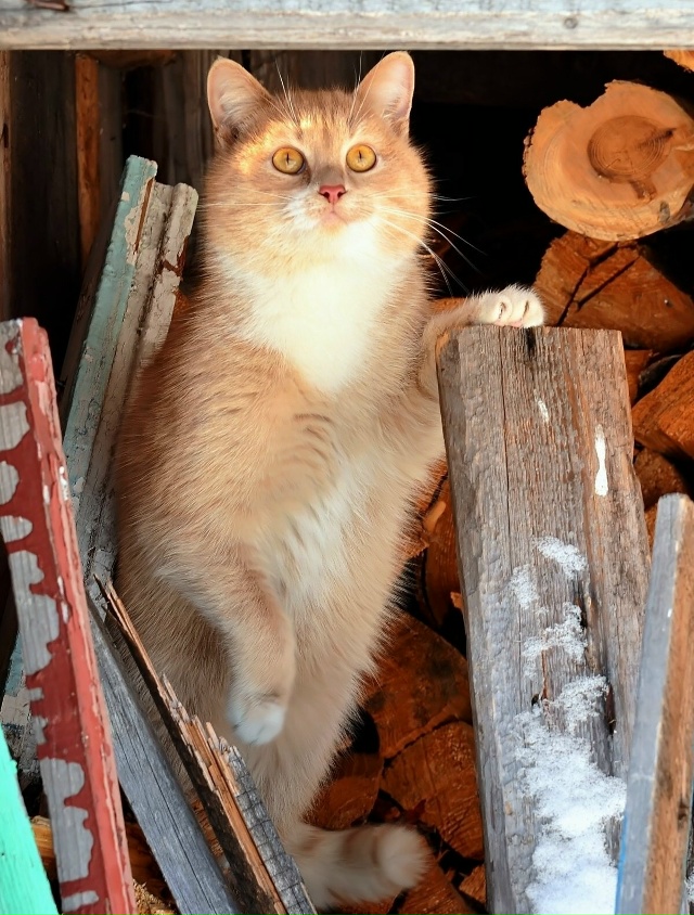 Красота деревенских котиков ❤️