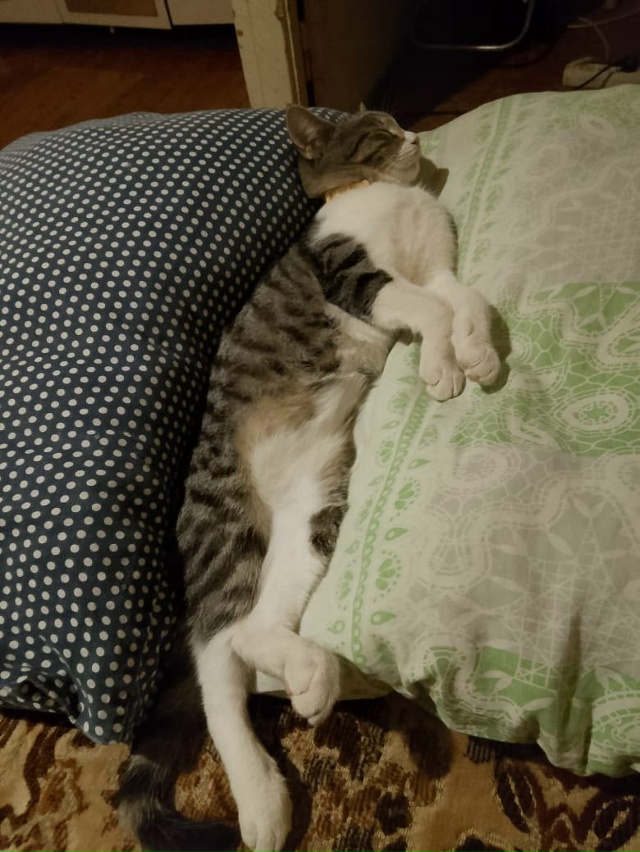 пропала серая кошечка со двора, неделю полторы назад, з...