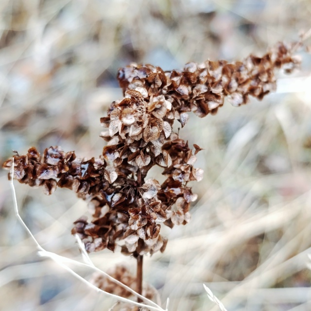 Осень крупным планом.