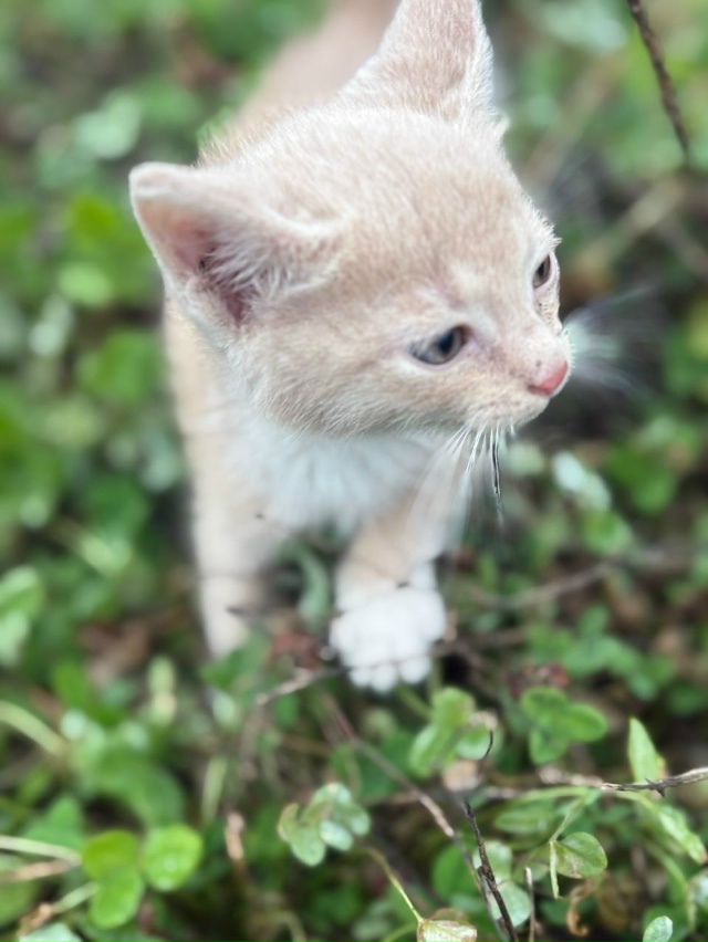 СПб и Лен.обл
Срочно нужен дом для котёнка.Мальчик 1,5 ме...