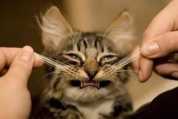 🐱 У здоровой кошки должно быть ровно 24 усика — по 12 с каждой стороны
Ветеринары говорят, что если