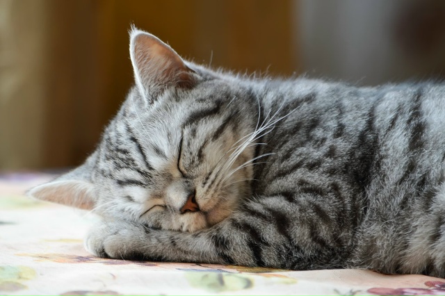 Моему коту на всё глубоко насПать!