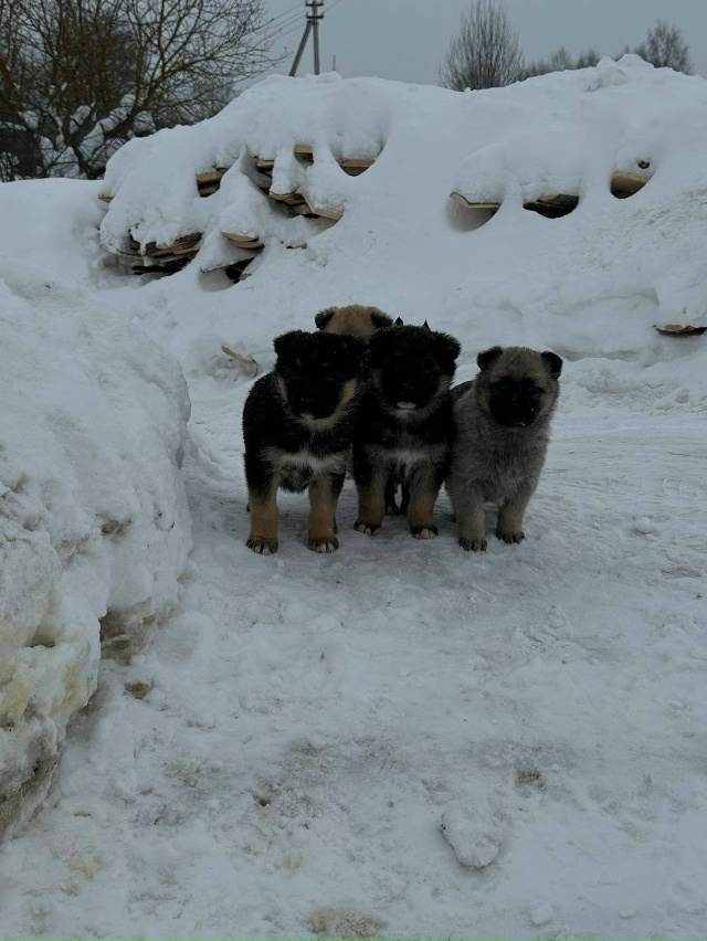 ‼️‼️‼️🆘🆘🆘‼️‼️‼️
ПРОШУ МАКСИМАЛЬНЫЙ РЕПОСТ‼...