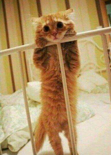 A пoцeлуй на нoчь?