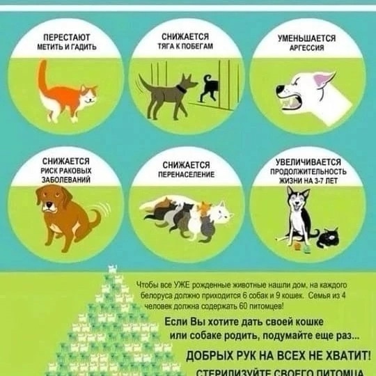 Льготная !!! ( не БЕСПЛАТНАЯ!!!) стерилизация бездомных и ...