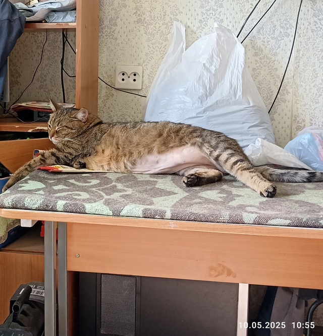 14.07.2025. на Уральской, в районе Красно-белого на Гагарина...