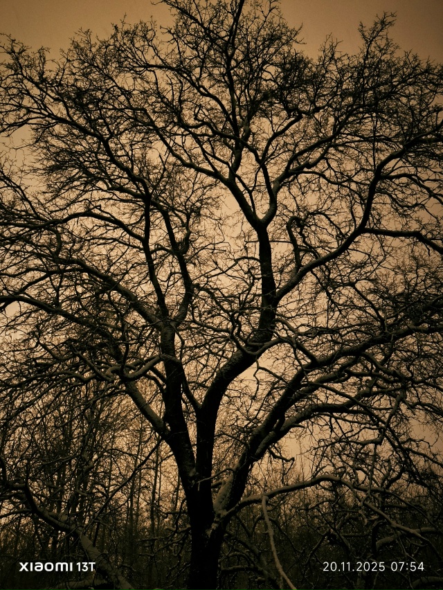 Кто узнает дереве, которому крупно повезло !????