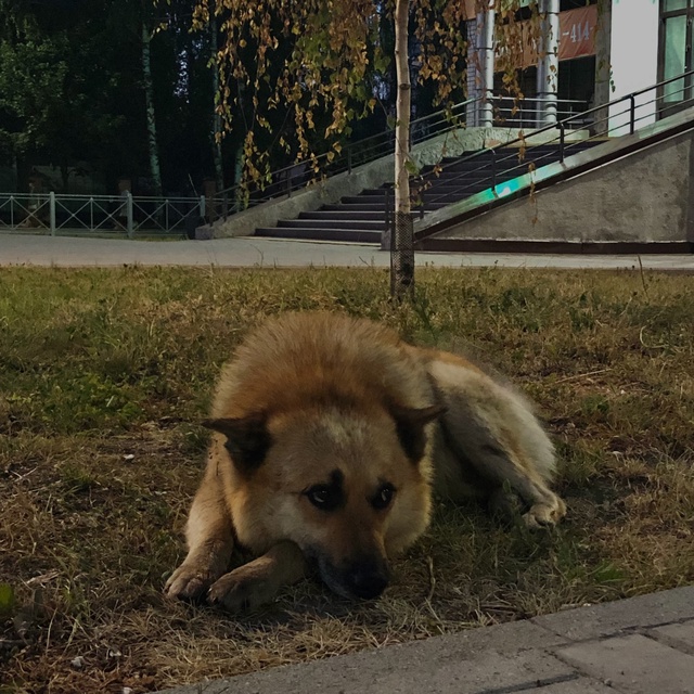 Замечали этого пёсика в центре? Каждый день мне на глаз...