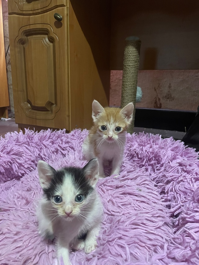 Отдам в добрые руки 🫶
Кушают сами , ласковые очень и иг...