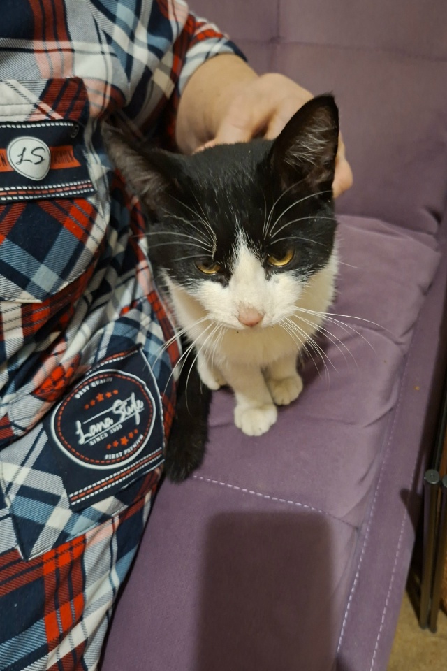 Люди добрые!Чей котик?Сидел у подьезда.Позвала,зашёл в ...