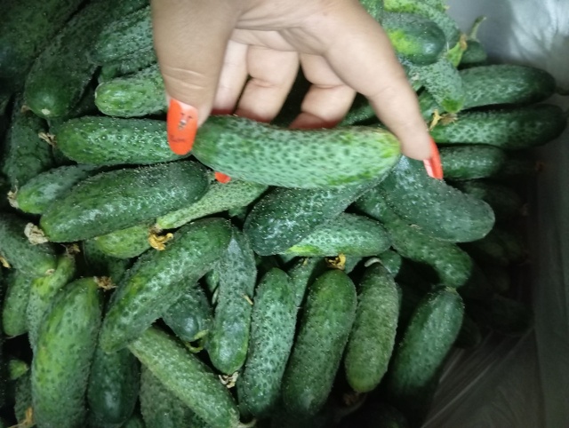 🔥Предлагаем вашему вниманию продукцию местных бахче?...