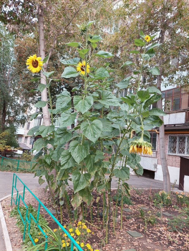 Давайте сажать подсолнухи ? ? ? Это необыкновенно ...