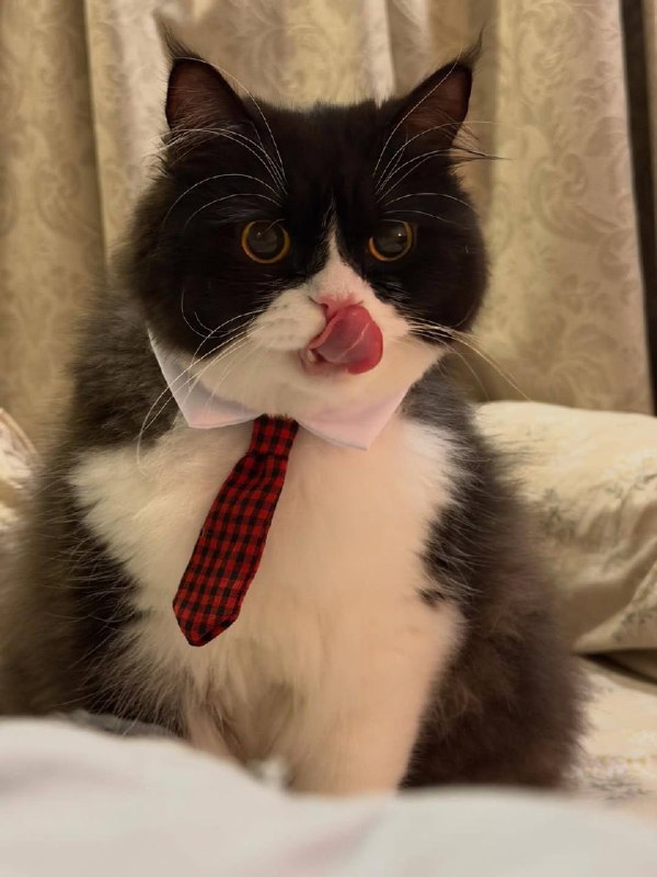 Мистарб кесулькен