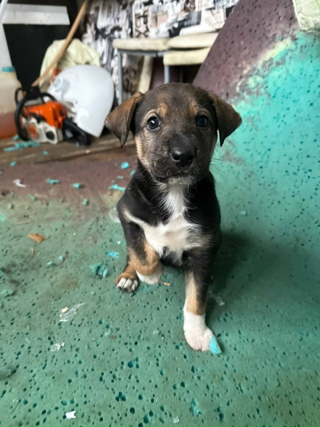 ️🆘️Ленобл.
Щеночки в СНТ. Им 1,5 месяца. Две девочки. Ма...