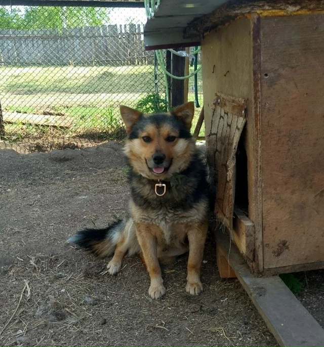 г. Бородино.
Отдаются в добрые руки собачки разного воз...
