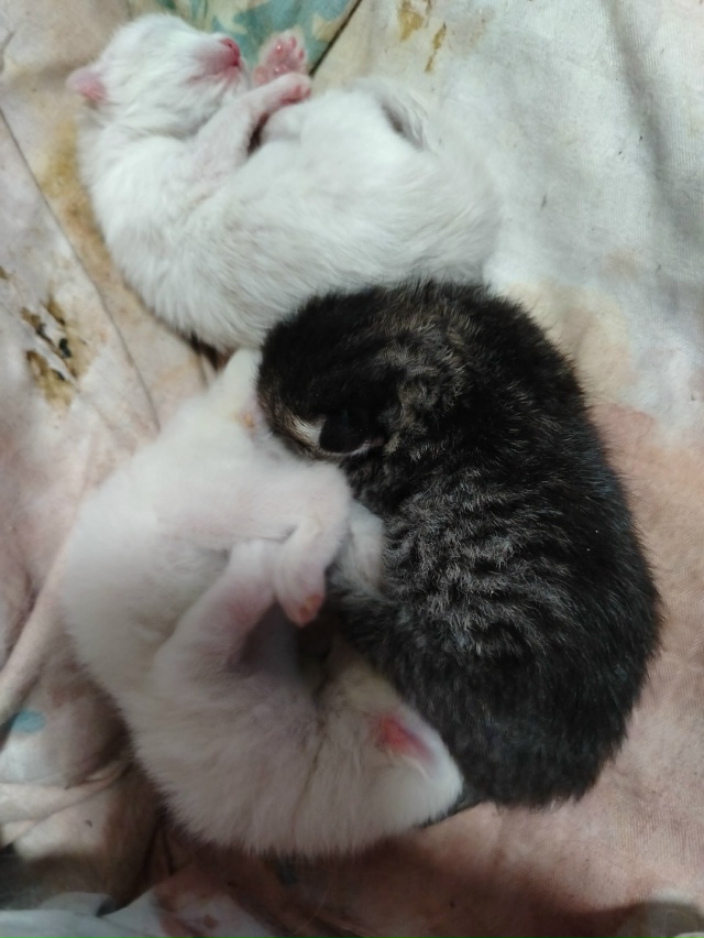 Фото 1. Отдам щенков в хорошие руки, папа по любви, две д?...