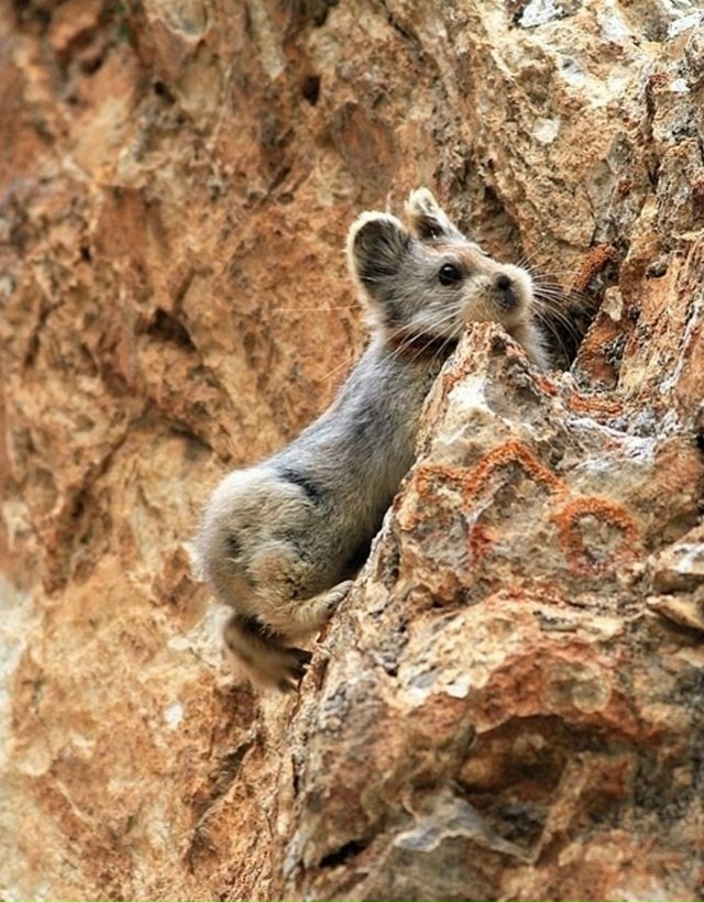 Пищуха — одно из самых редких и трогательных созданий ...