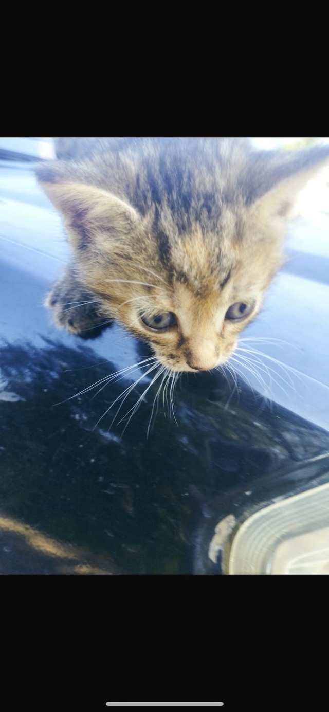 СРОЧНО! Отдам котят в добрые руки!
Котятам 1 месяц. От о?...