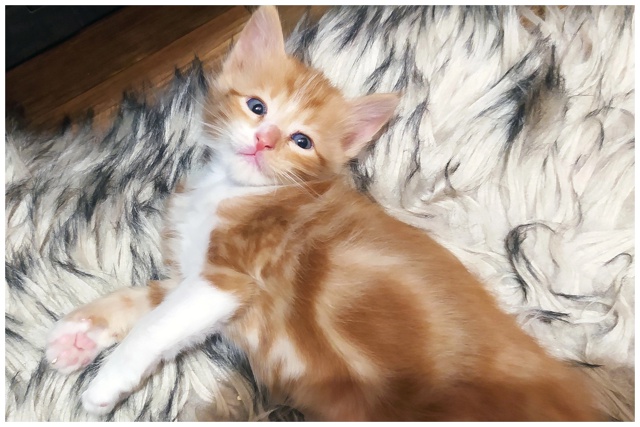 Предлагаем котят цветной турецкой ангоры от собственн...