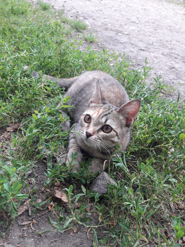 Котёнок ищет дом. Очень ласковая девочка, возраст 3 мес...