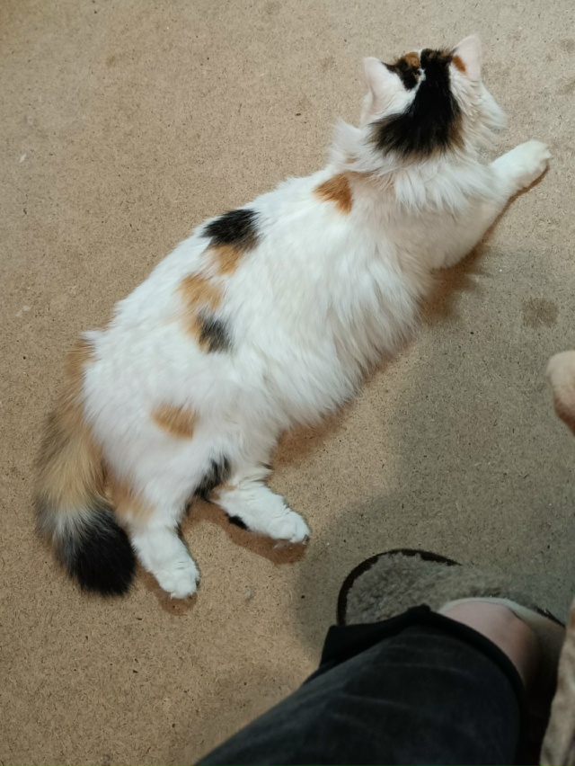 ПРОПАЛА КОШКА
Район: АЦИ, Хальзова 12
Кличка: Соня
Кошк?...