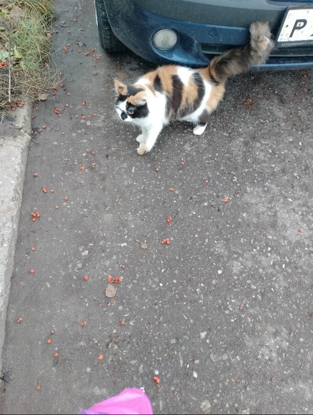 Здравствуйте, на Набережной 8 появилась кошка с травми...