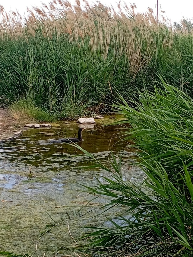 Министр экологии и природных ресурсов Республики Крым...