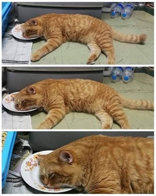 Мой кот через 10 минут после еды😂