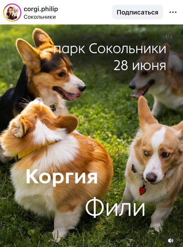 Жаркая КОРГИЯ в Сокольниках возвращается! 🤯
Правда, ждут только корги и их владельцев. С одним корг