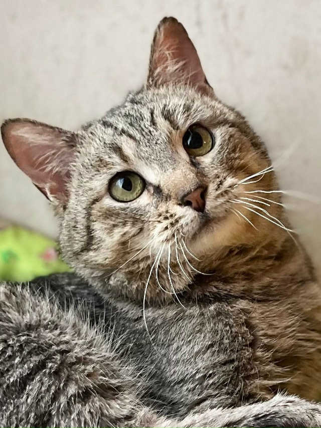 ТОМАС 💙
Барин Томас лежит и мурчит, когда человек к не...