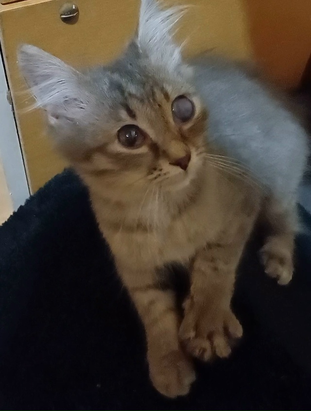 Ищем дом и любящих хозяев котику.Был подобран на улице ...