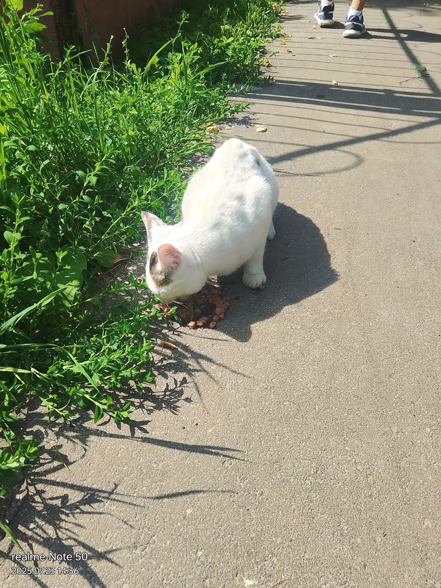 Отдам в добрые руки кота. Или старому хозяину с последу...