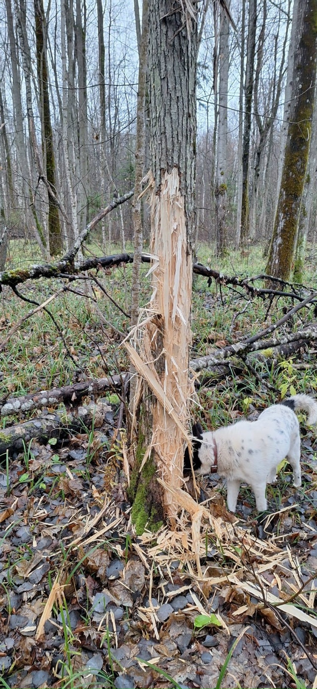 Лесники и охотники. Вопрос больше к вам наверное)
Сего?...