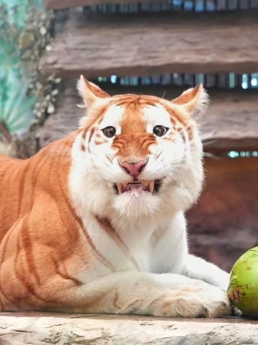 Знакомьтесь, это Ава. Ей 4 года, и она - золотая тигрица.
...