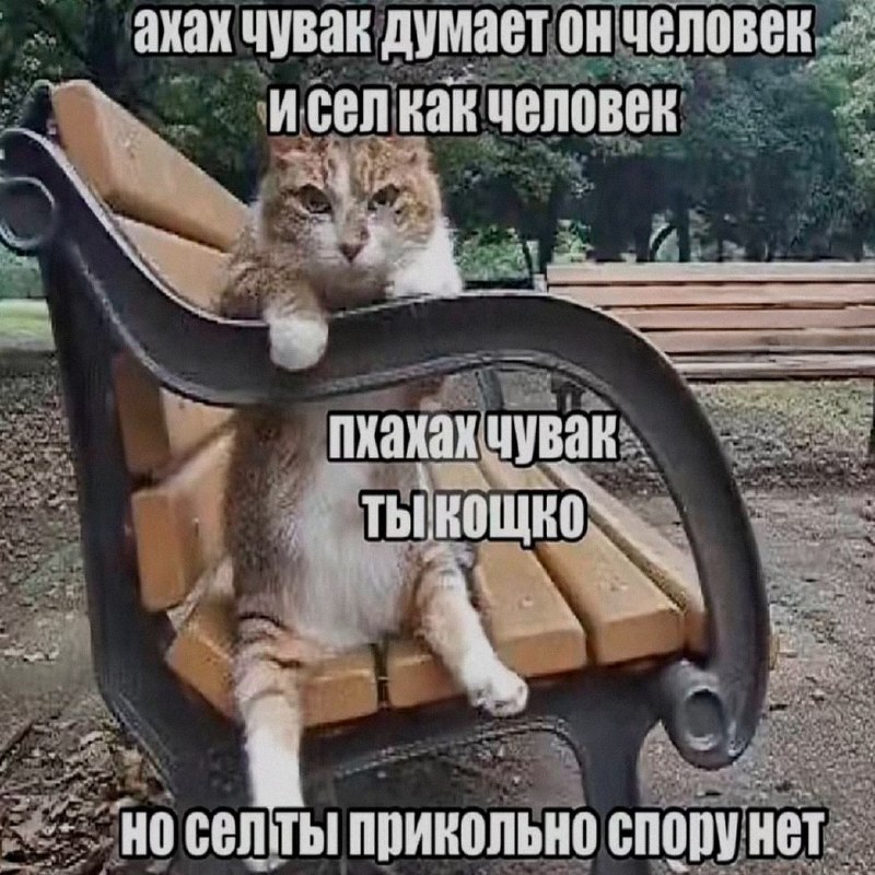 Кошачья подборочка
Спать, режим