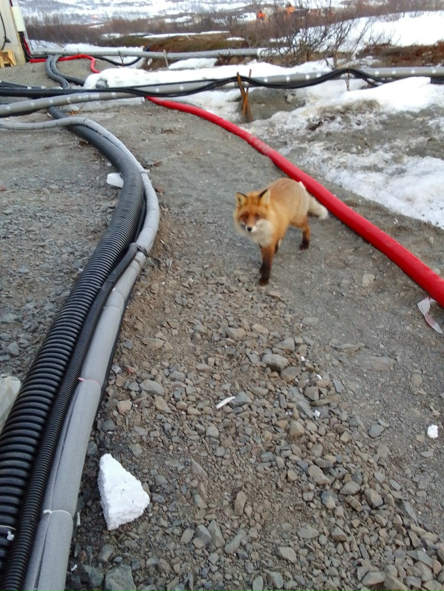 Сравните, вот этого лиса, и того что бегает по Верещаги?...