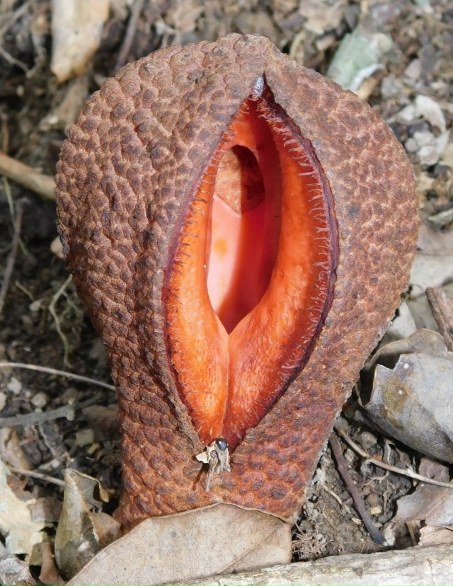 ? Рaстение, котopое паxнет смеpтью и живёт зa чyжoй cчёт.
И...