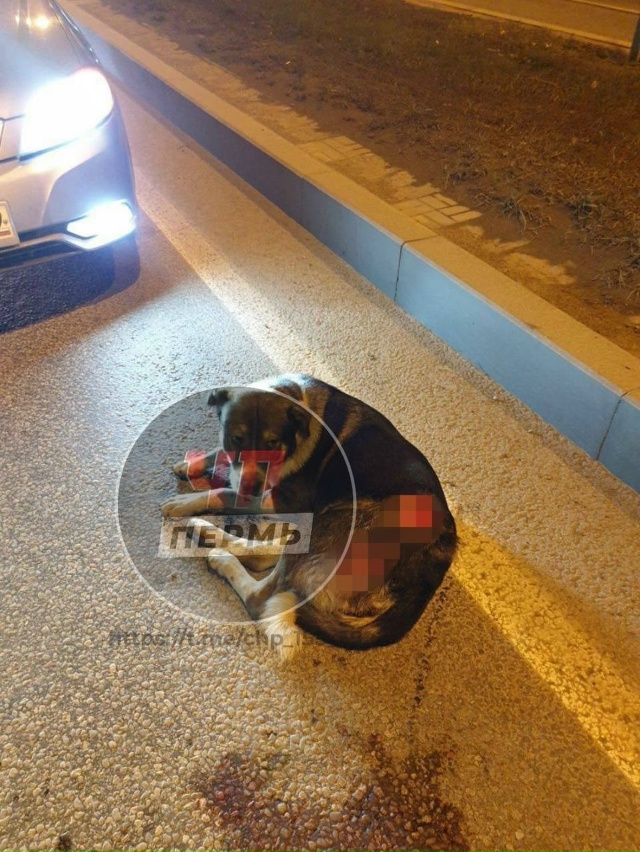 🔴Скандал из-за сбитой на шоссе собаки разгорелся в со?...