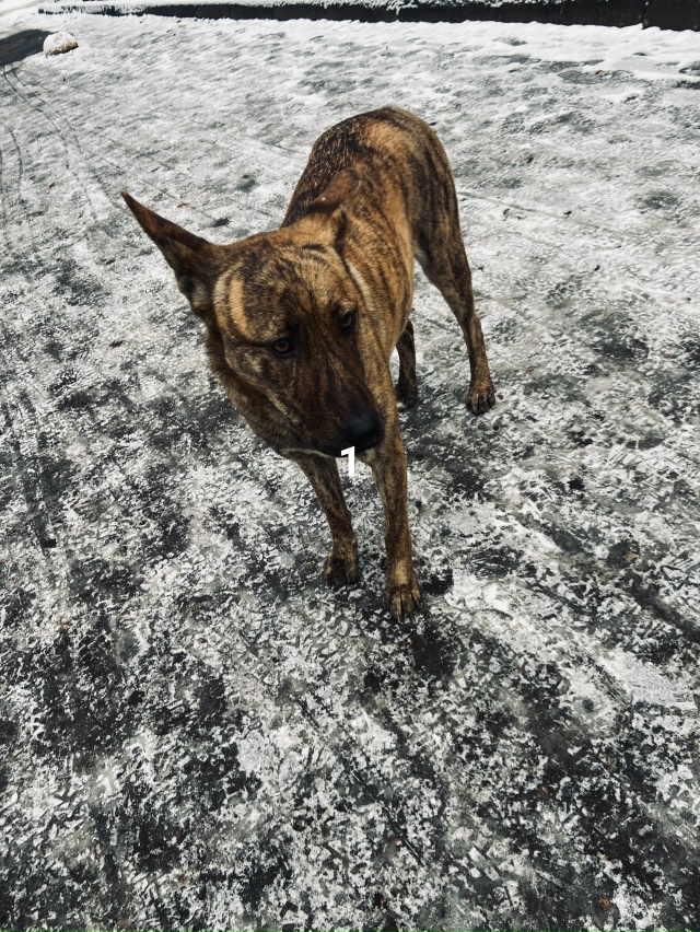 #ПотерялиНашлиПомогите
1 Уже неделю на улице , девчонк...