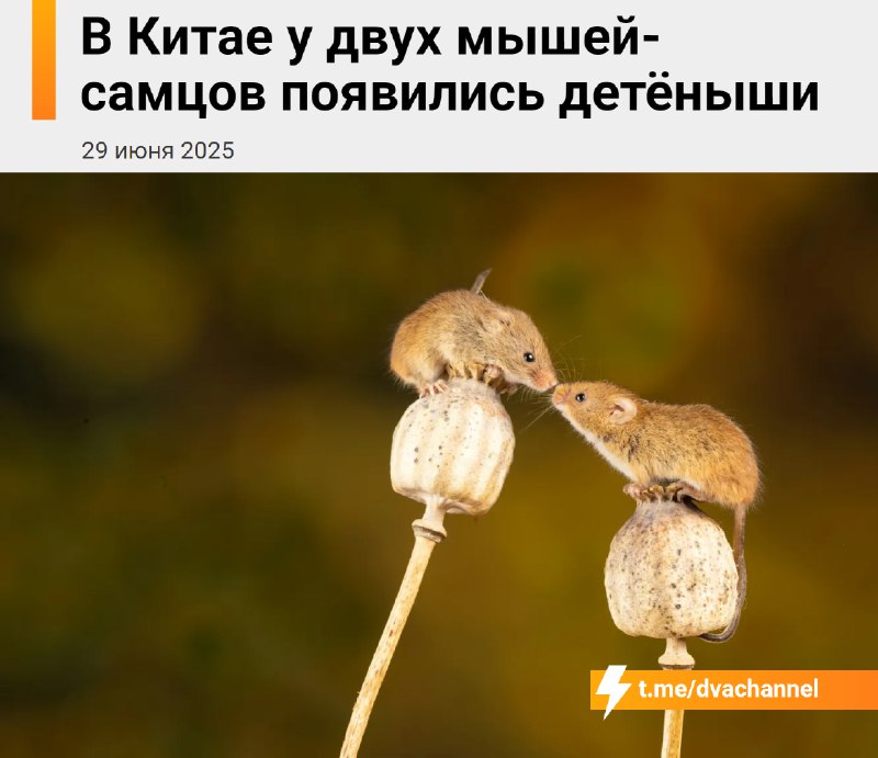 В Китае впервые родились мышата от двух отцов
Учёные из Шанхайского университета пересобрали процес