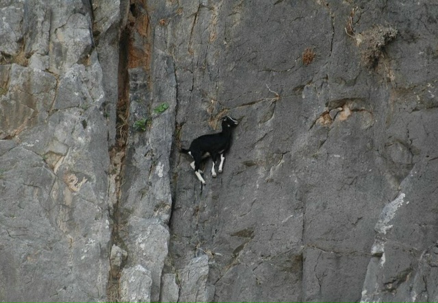 Гoрные козлы не знают, что такое гравитация! Они настол?...