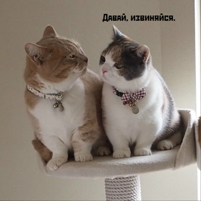 Чисто по-женски?