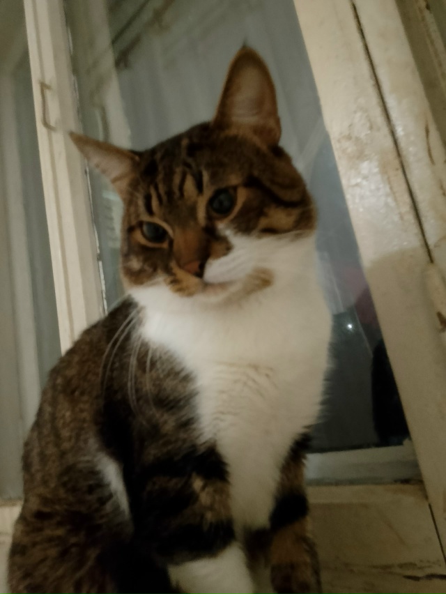 Маркиз ( ˘ ³˘)♥︎